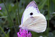 Chersogenes enigmatica - Großer Kohlweißling (Roter Apollo)